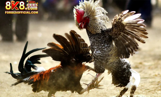 Super hot cockfighting promotion 2024